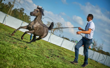 لأول مرة - مهرجان الربيع للخيول العربية الأصيلة في تل أبيب   